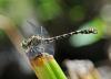 Onychogomphus forcipatus
